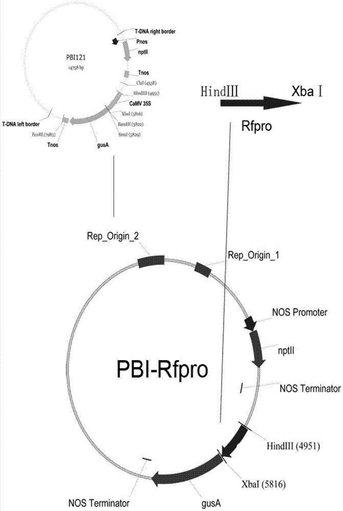 Brassica napus Polima cytoplasmic male sterility restoring gene Rfp and application thereof