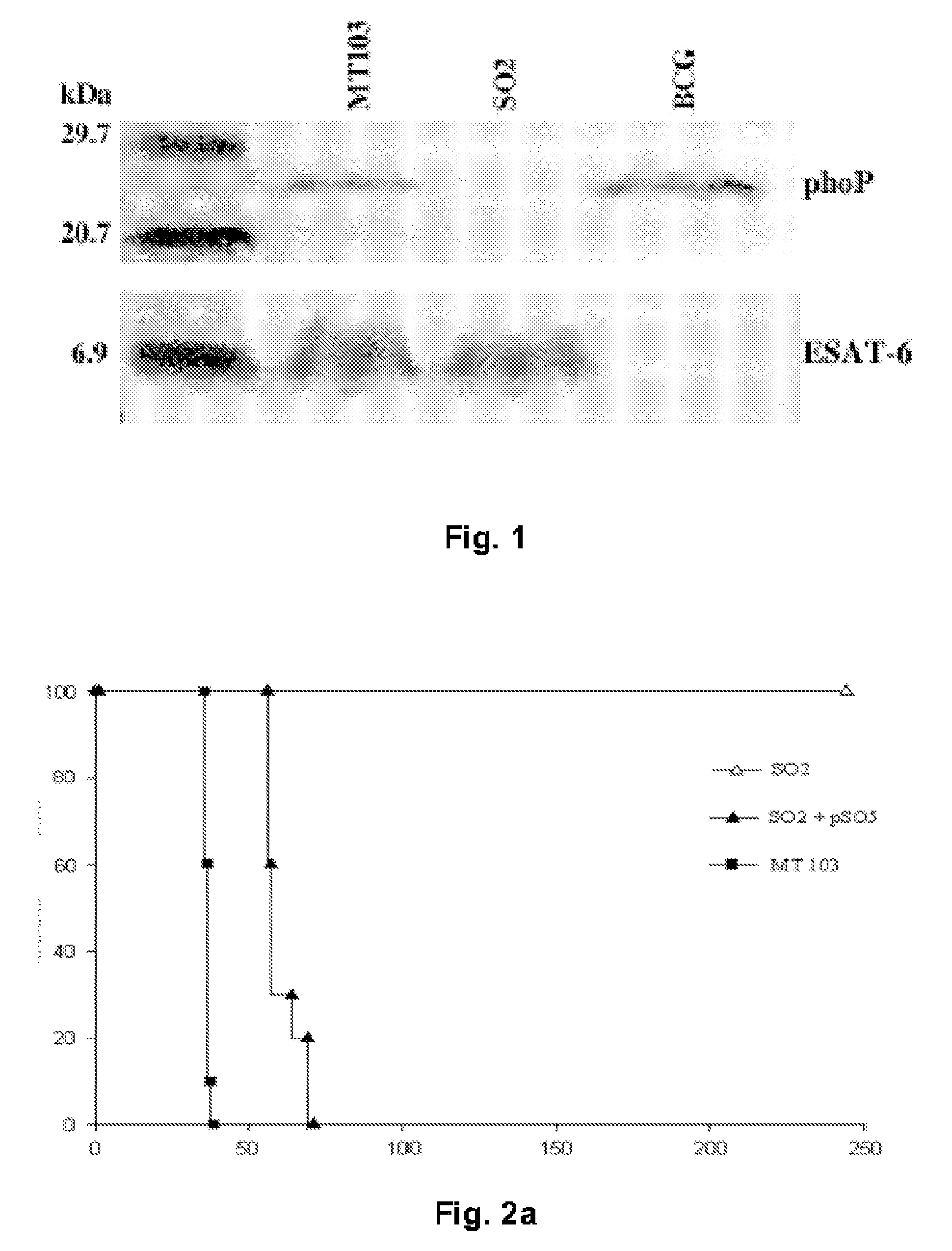 Tuberculosis Vaccine