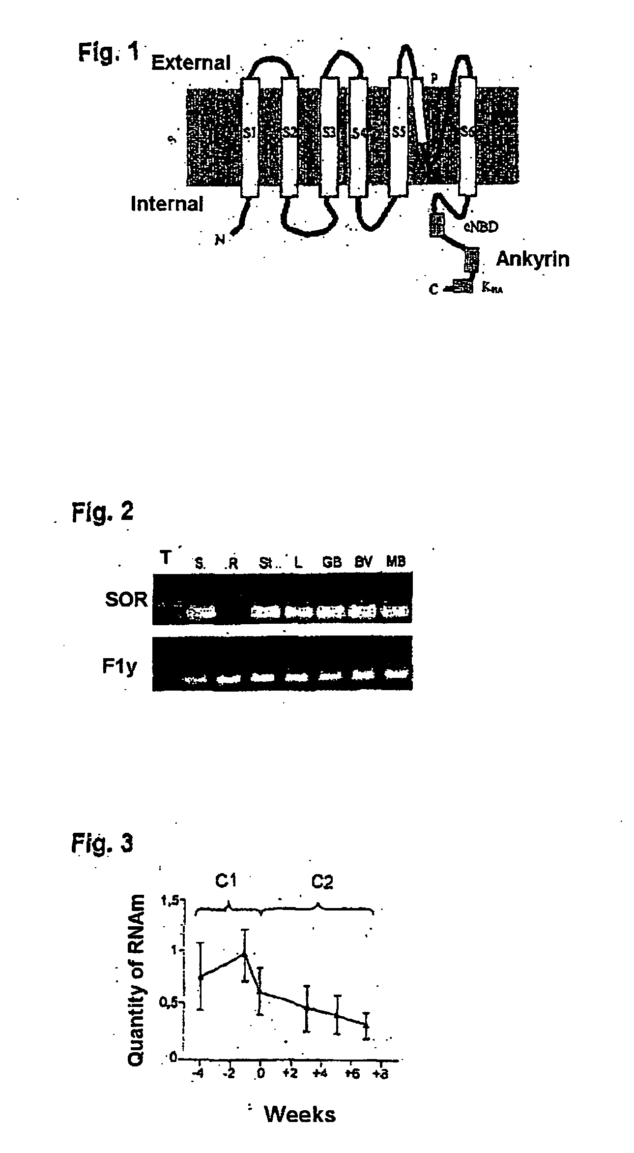 Potassium channels