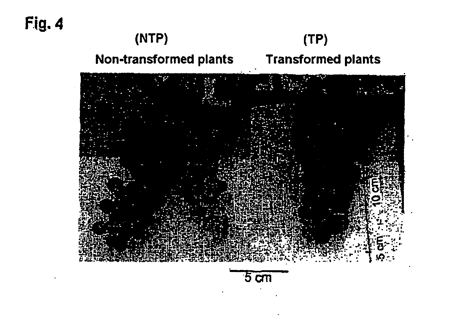 Potassium channels