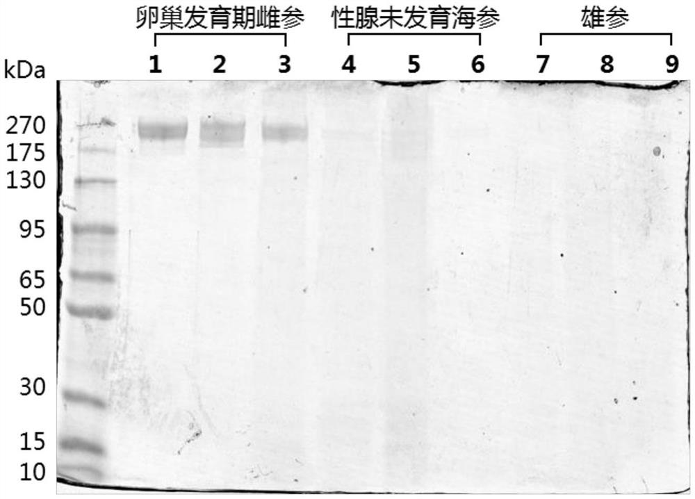 A method for identifying female ginseng individuals in the ovary development stage of rough sea cucumber