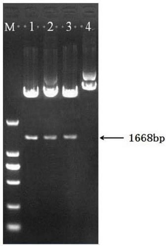 Avian influenza virus hemagglutinin antigen, CHO cell strain expressing the same, preparation method, and vaccine