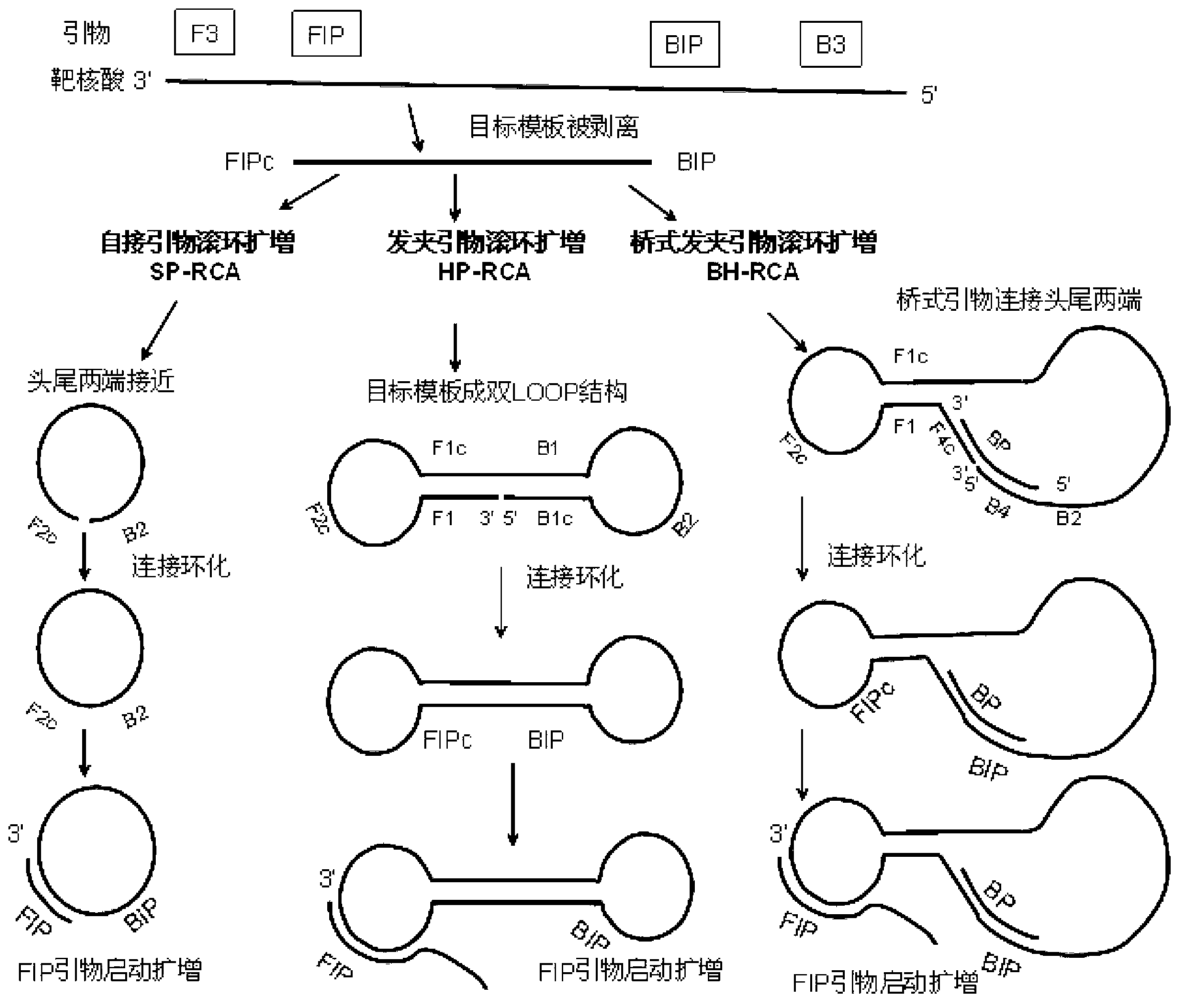 Primer-mediated cyclized constant-temperature nucleic acid rolling circle amplification method and kit