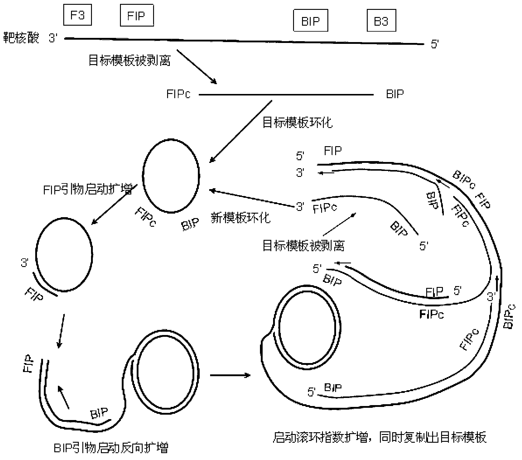 Primer-mediated cyclized constant-temperature nucleic acid rolling circle amplification method and kit