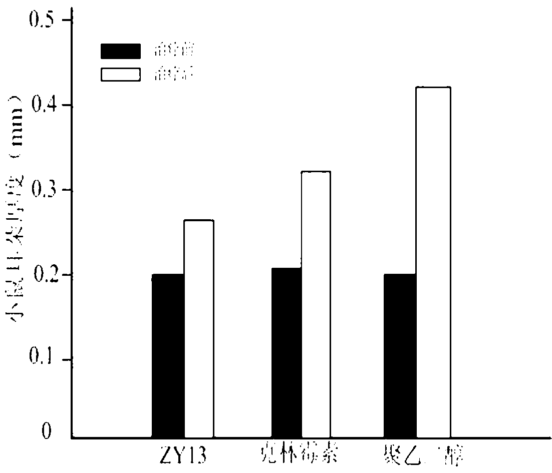 Small molecular polypeptide ZY13 and application thereof