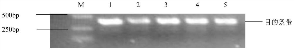 Cotton Clothing Molecular Marker and Its Application