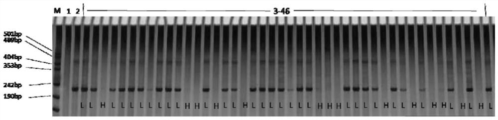 Cotton Clothing Molecular Marker and Its Application