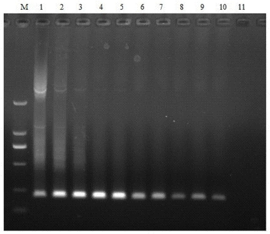 RT-LAMP (reverse transcription loop-mediated isothermal amplification) primer group for detecting porcine epidemic diarrhea virus, kit and application