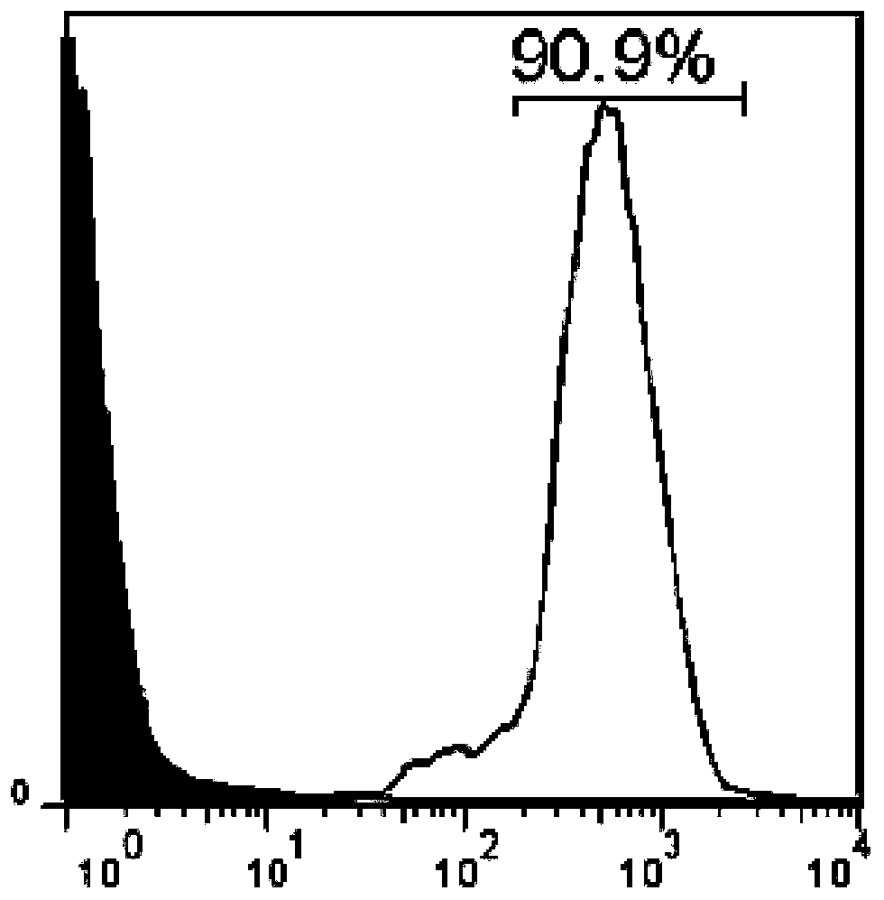 Fitc-labeled vitamin b12 derivatives and their synthesis and application