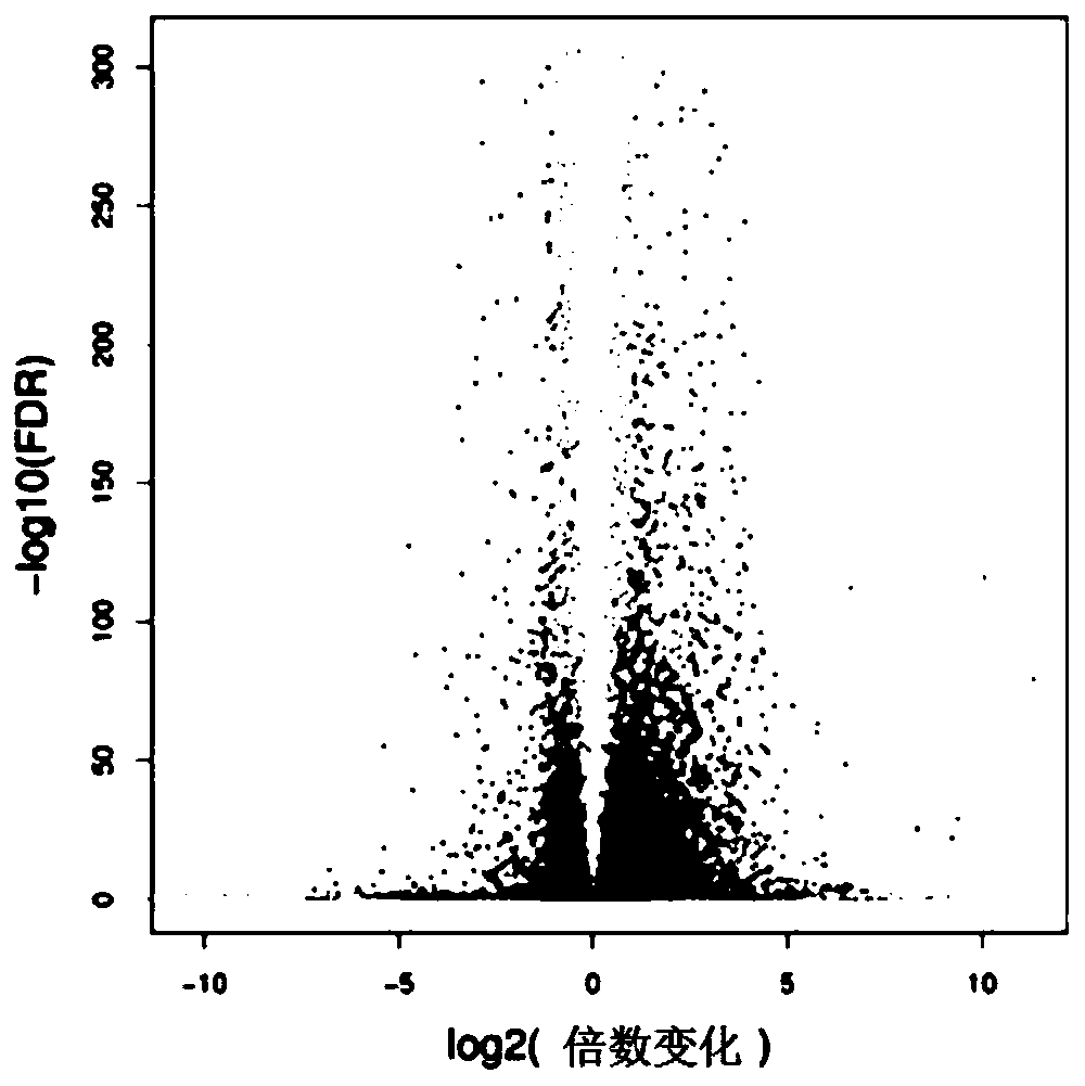 Mild-hypothermia protection rat radiation-induced pulmonary injury gene screening and path analyzing method