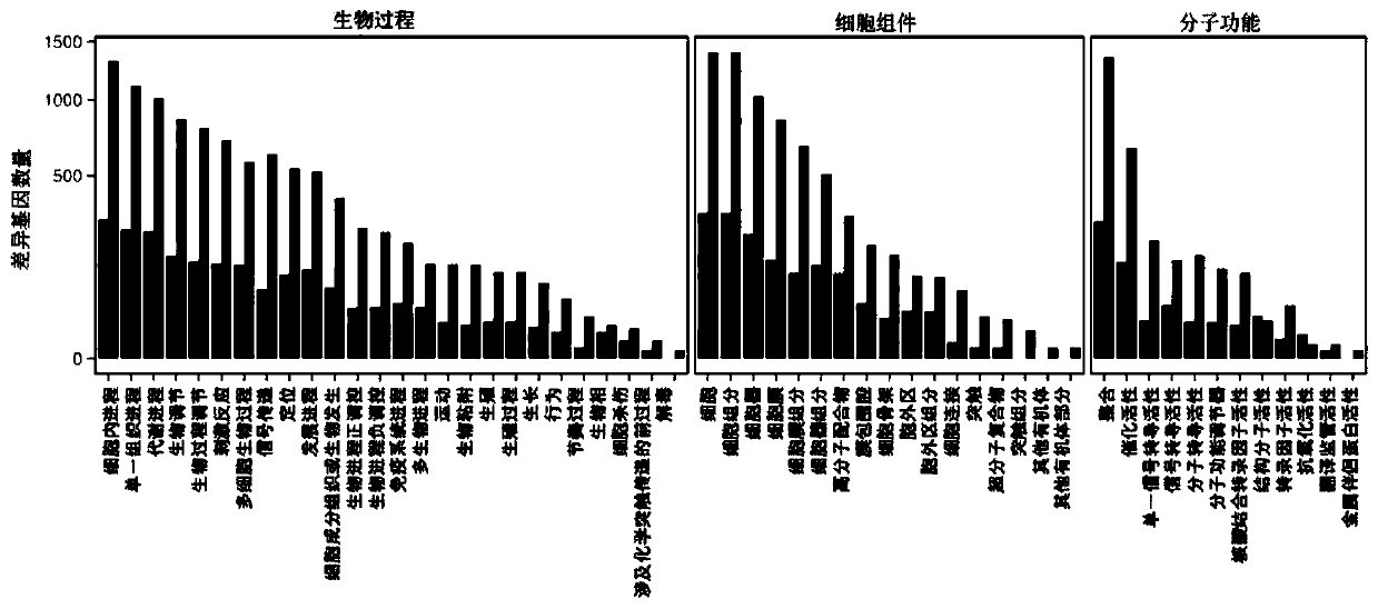 Mild-hypothermia protection rat radiation-induced pulmonary injury gene screening and path analyzing method