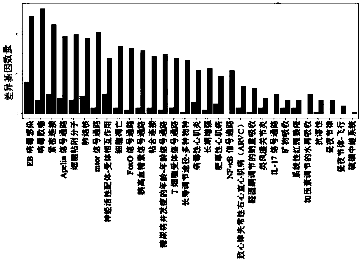 Mild-hypothermia protection rat radiation-induced pulmonary injury gene screening and path analyzing method