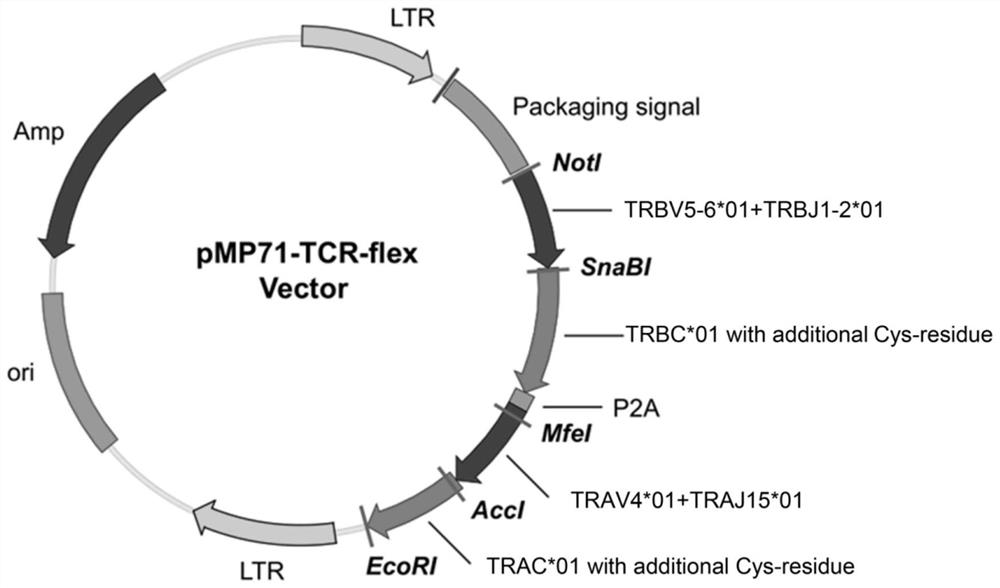 A t-cell receptor associated with mutations in the kras gene