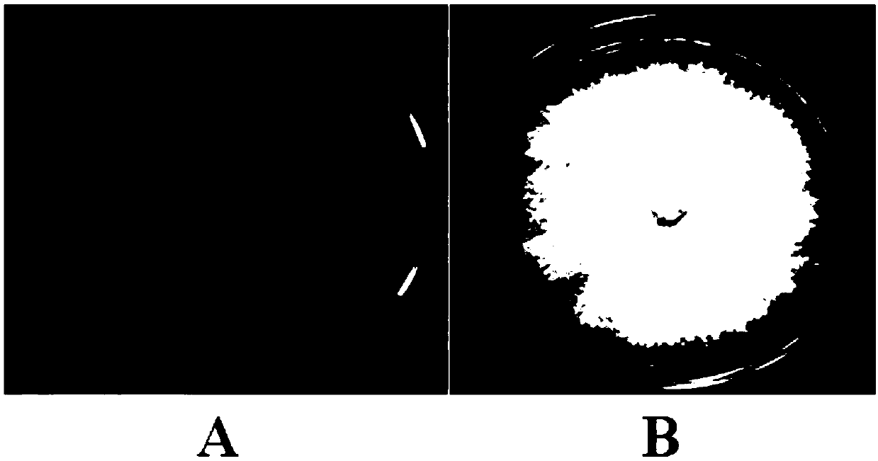 Pear rhizosphere growth promoting bacillus mycoides Lzh-Z7 and application thereof