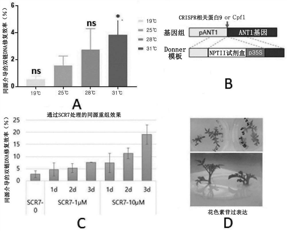 Method for increasing efficiency of homologous recombination-based gene editing in plant