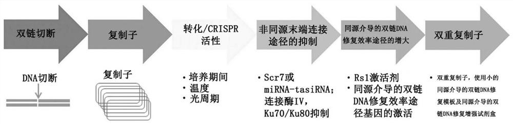 Method for increasing efficiency of homologous recombination-based gene editing in plant