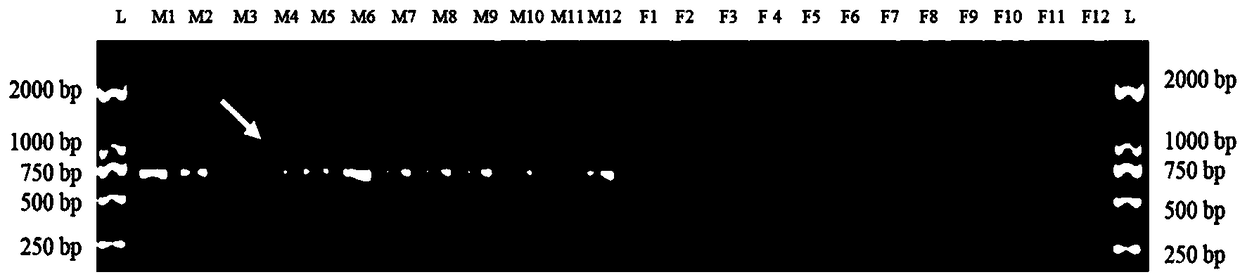 Specific molecular marker PCMI-M001 for rapid identification of male seedlings of populus cathayana