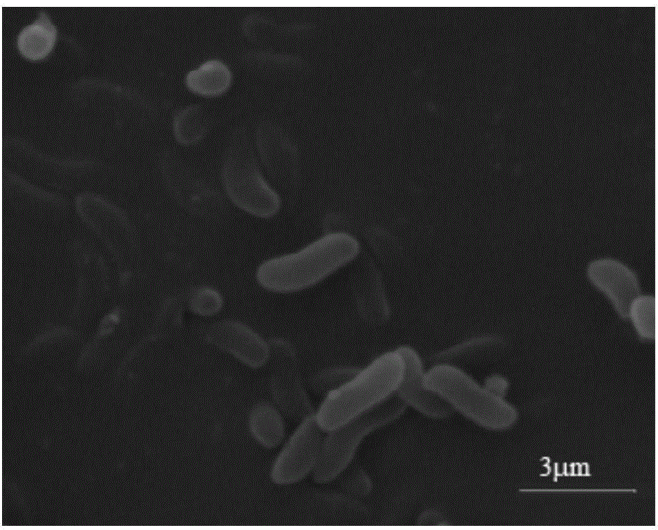 Thalassospira sp. capable of degrading polycyclic aromatic hydrocarbons under saline environment and application thereof