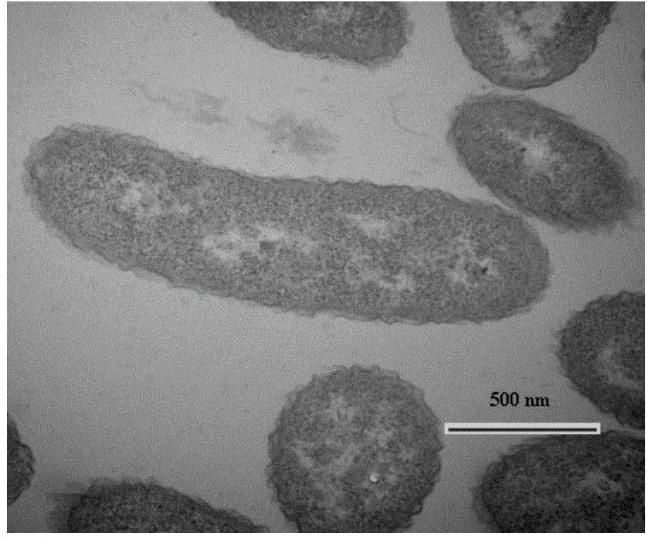 Thalassospira sp. capable of degrading polycyclic aromatic hydrocarbons under saline environment and application thereof