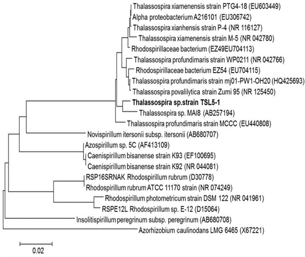 Thalassospira sp. capable of degrading polycyclic aromatic hydrocarbons under saline environment and application thereof