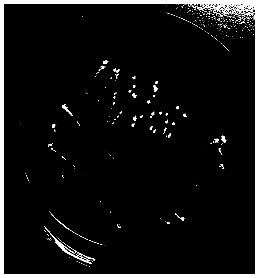 Enterobacter cloacae ZJPH1903 and application