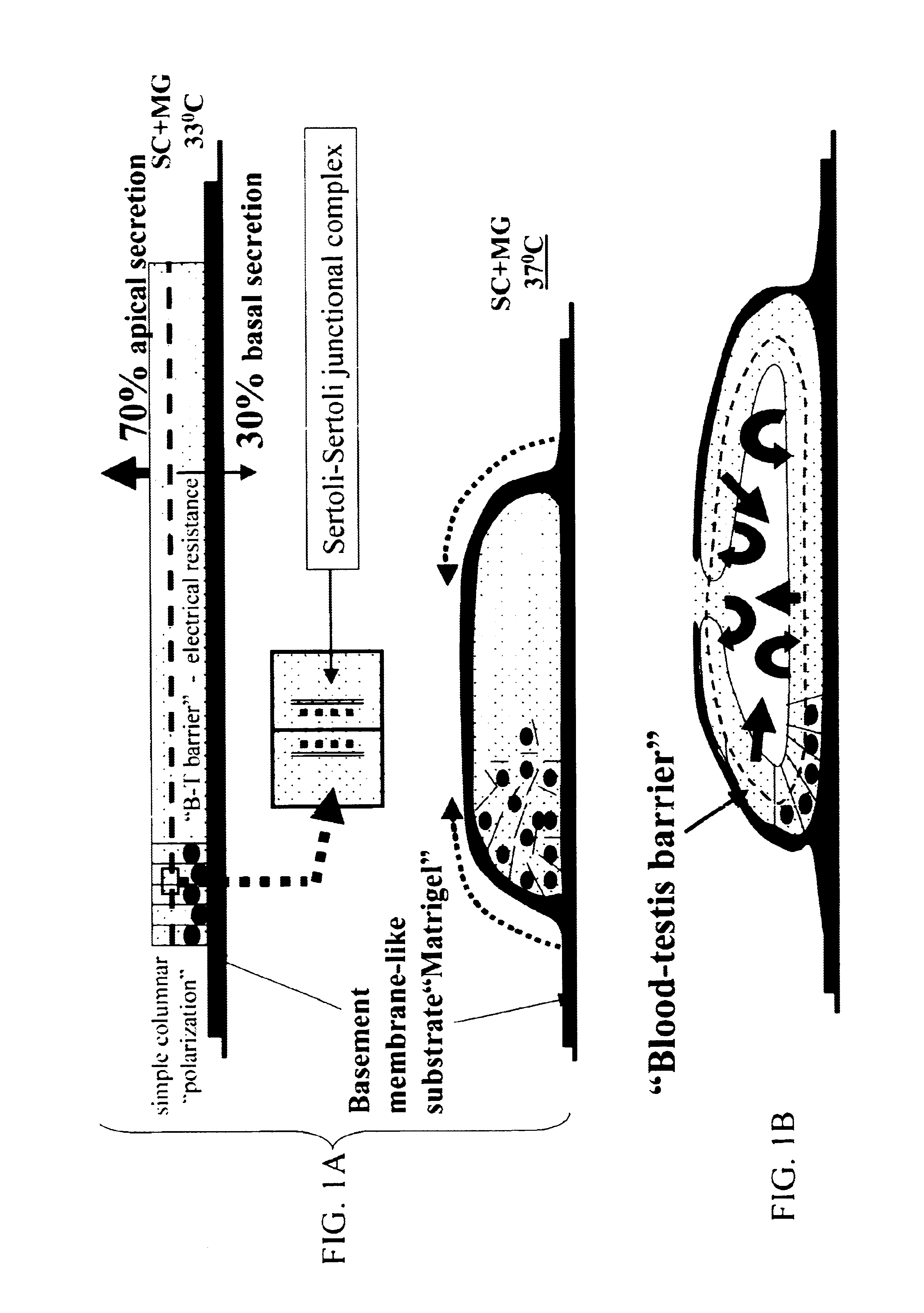 Sertoli cells as biochambers