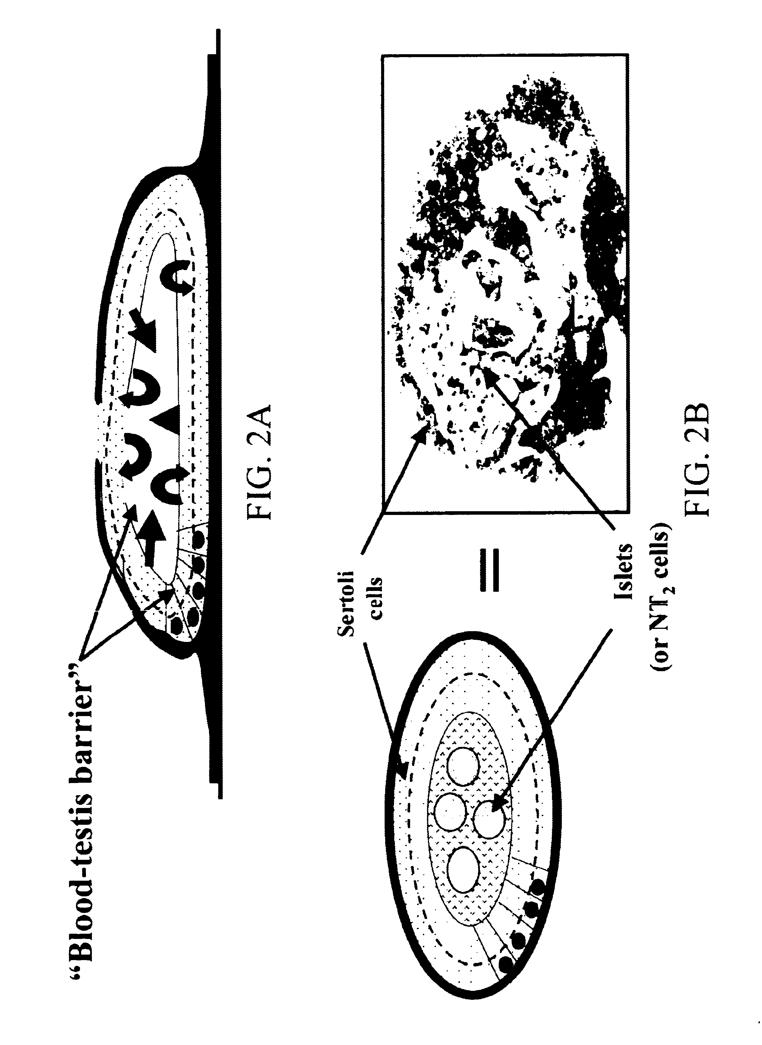 Sertoli cells as biochambers