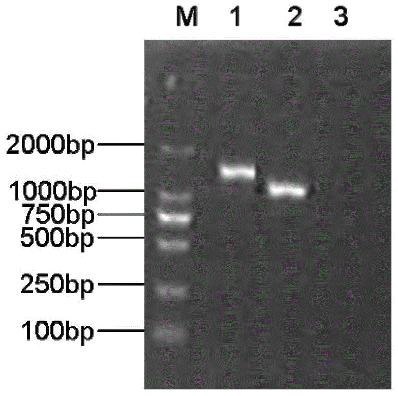 Vaccine composition and its preparation method and use