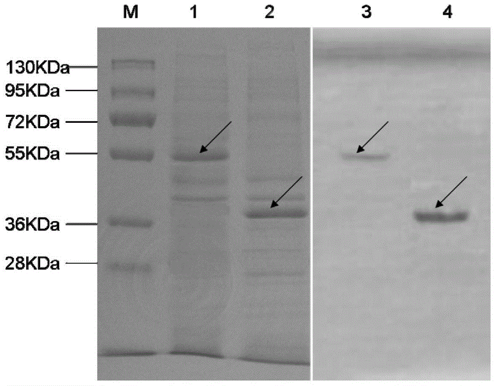 Vaccine composition and its preparation method and use