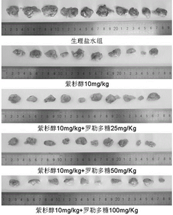 Application of basil polysaccharide as paclitaxel synergist in the preparation of antitumor drugs