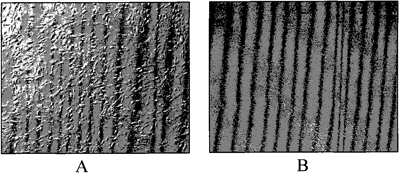 Method for amplifying mesenchymal stem cells of human umbilical cord and placenta in vitro