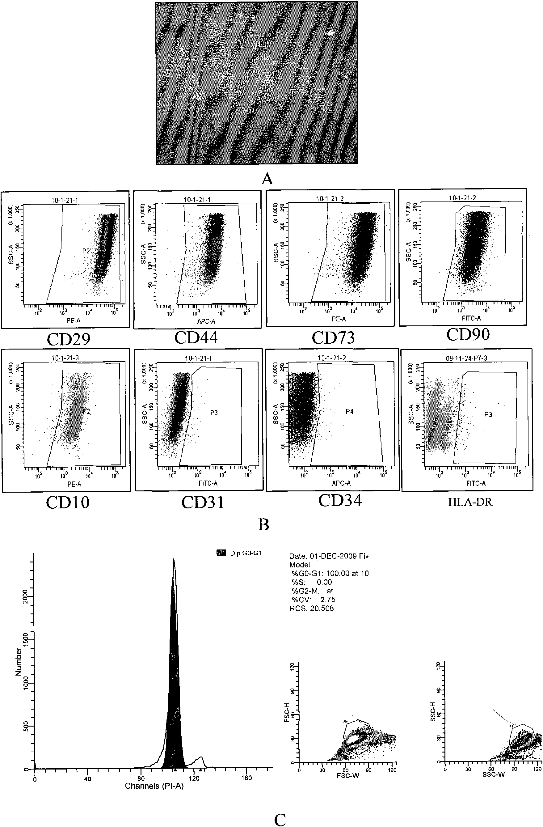 Method for amplifying mesenchymal stem cells of human umbilical cord and placenta in vitro