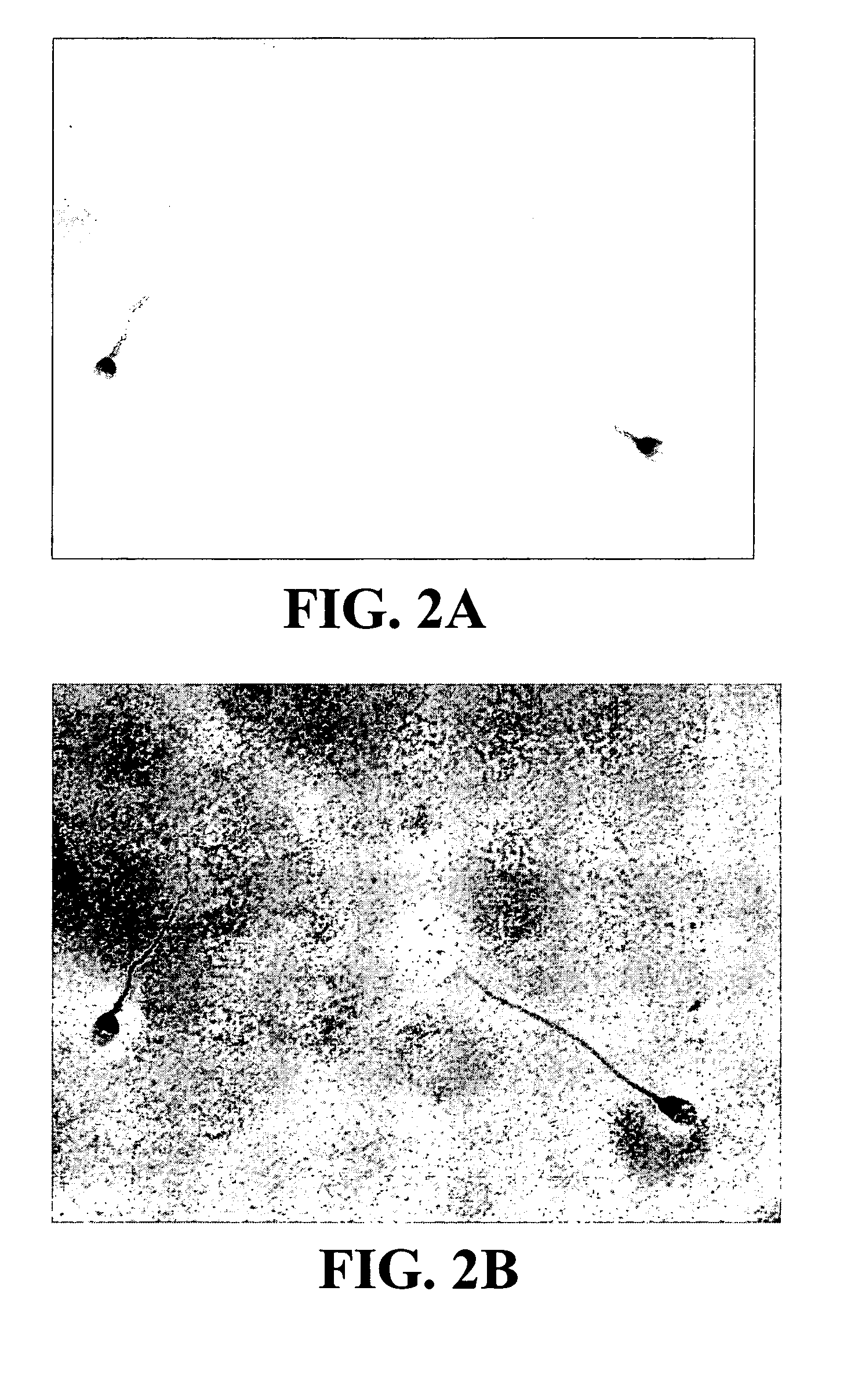 Method for preserving sperm