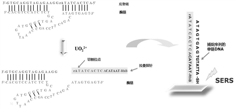 A method for rapid detection of trace uranyl ions in water environment based on SERS technology