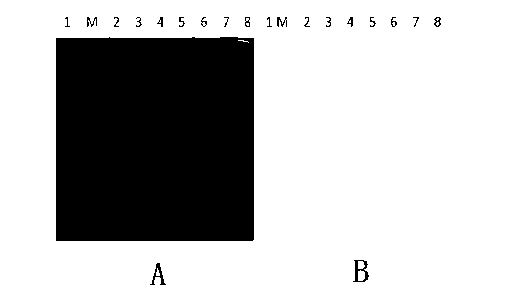 Monoclonal antibody for detecting aminoglycoside antibiotics and kit thereof