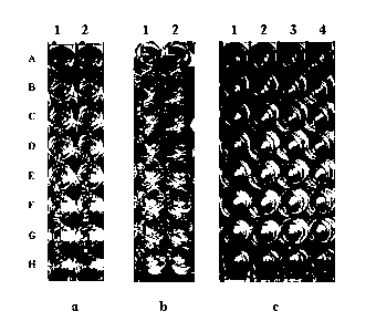 Monoclonal antibody for detecting aminoglycoside antibiotics and kit thereof