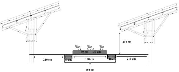 Dioscorea composita compound mycorrhizal fungus growth promoting agent and agricultural light complementary planting method for Dioscorea composita