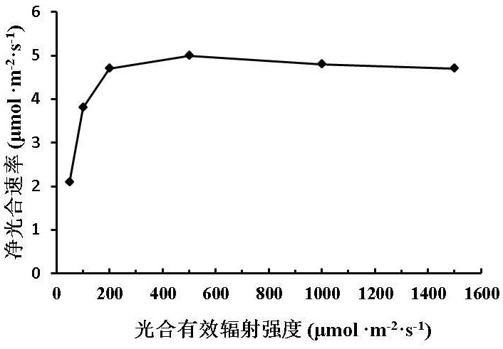 Dioscorea composita compound mycorrhizal fungus growth promoting agent and agricultural light complementary planting method for Dioscorea composita