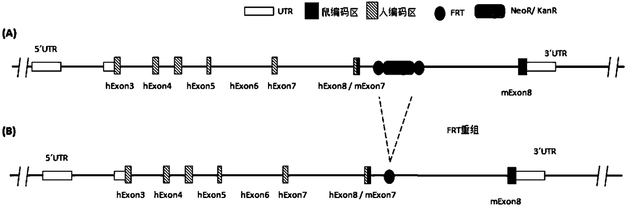 Preparation method and applications of humanized gene modified animal models