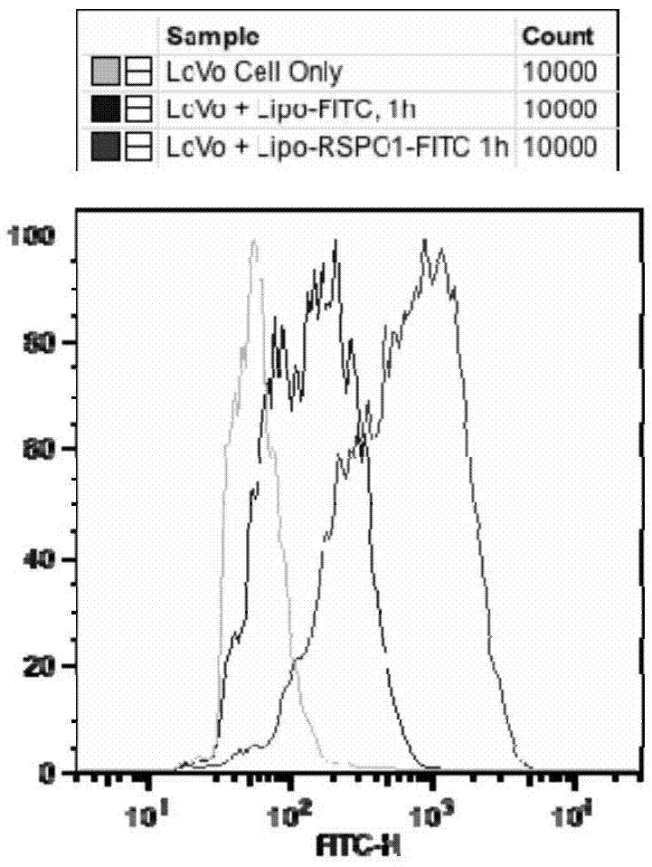 RSPO1-containing targeted drug delivery system, preparation and applications thereof