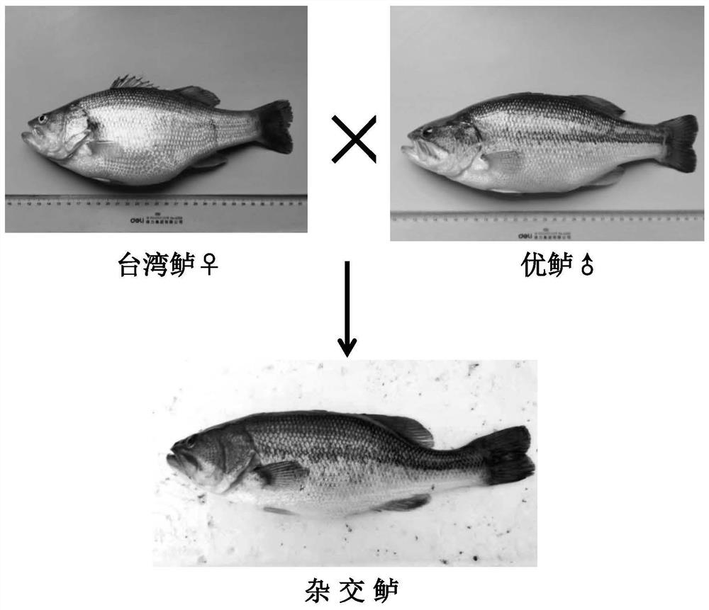 Artificial hybrid perch and breeding method thereof