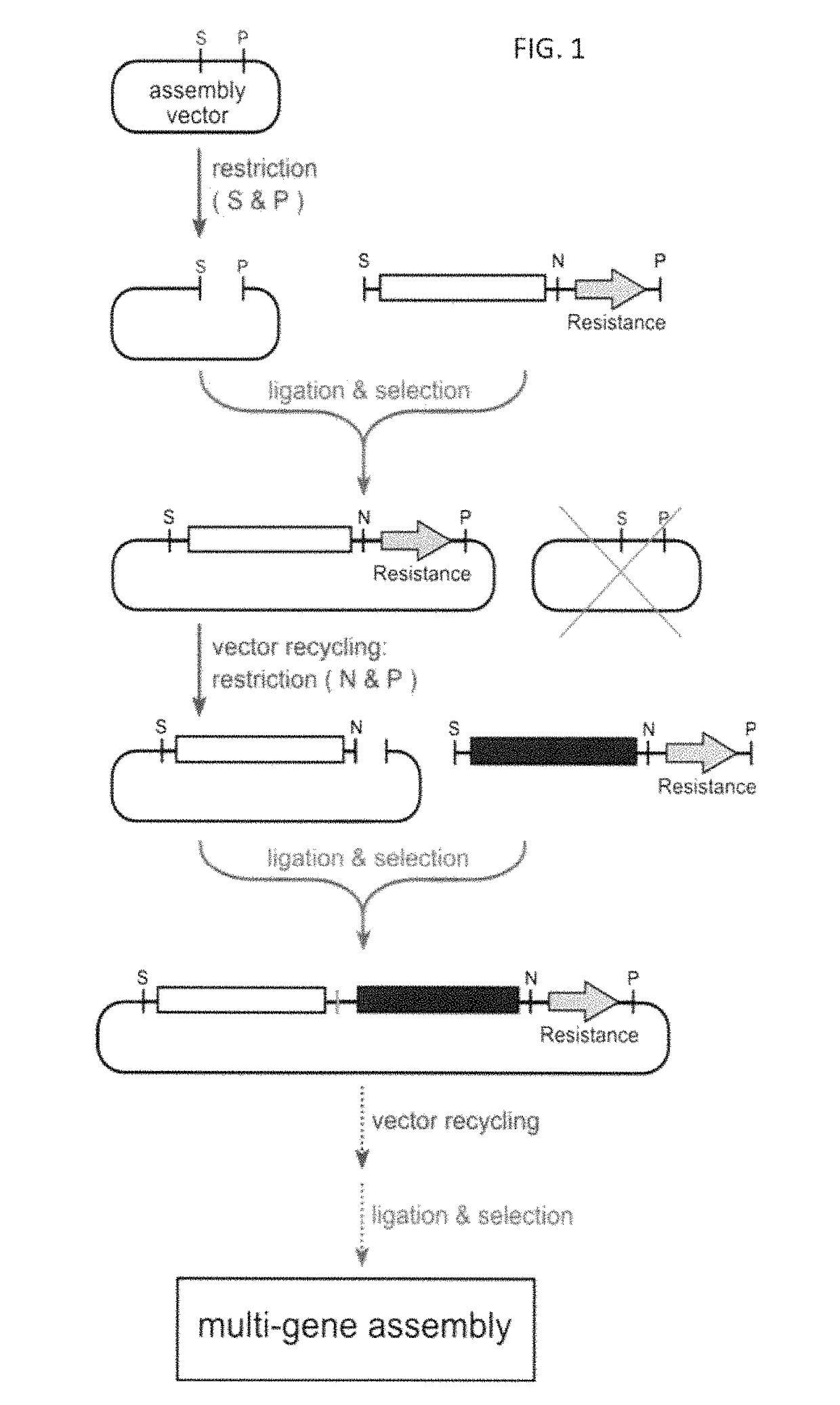 Methods of production of products of metabolic pathways