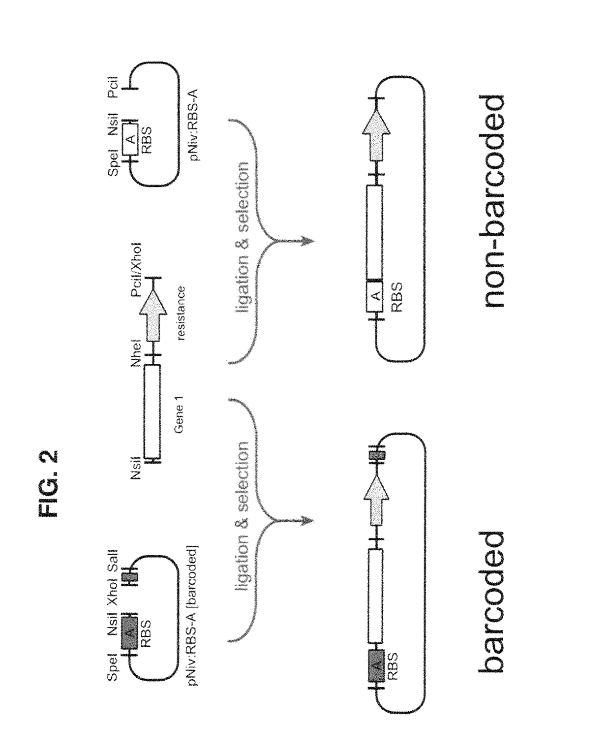 Methods of production of products of metabolic pathways