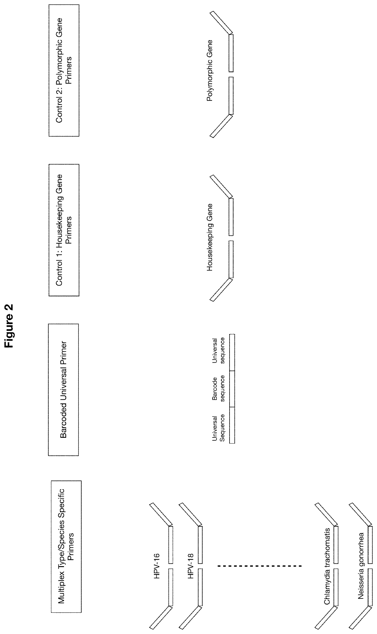 Methods and compositions for human papillomaviruses and sexually transmitted infections detection, identification and quantification