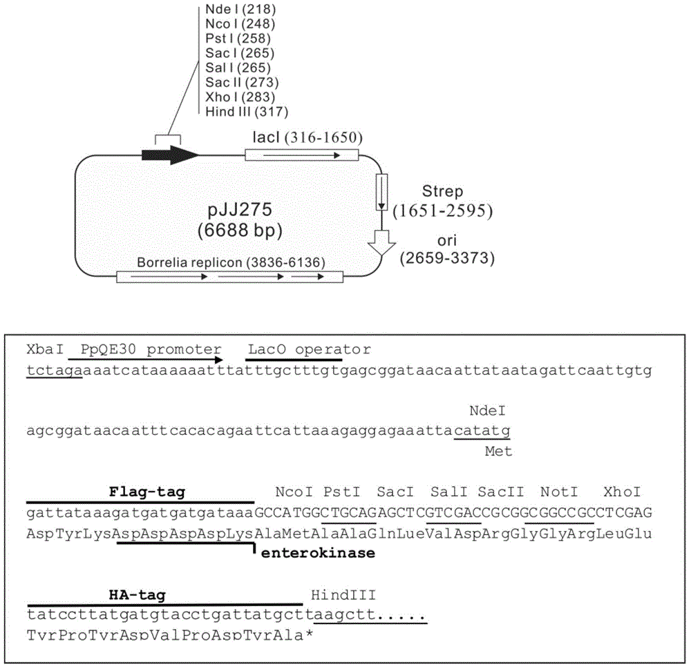 Inducible-expression shuttle expression tool vector for borrelia and construction method and application thereof