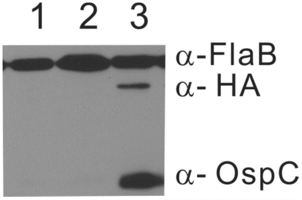 Inducible-expression shuttle expression tool vector for borrelia and construction method and application thereof