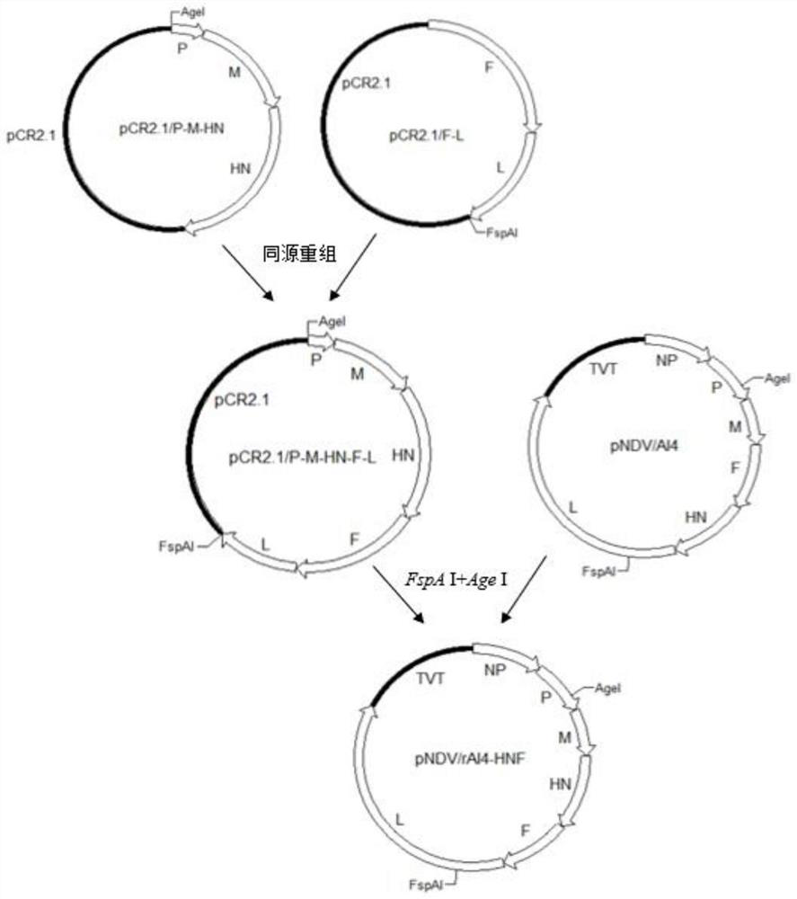 Method for constructing recombinant Newcastle disease vaccine candidate strain VII-HNF through HN gene translocation and application