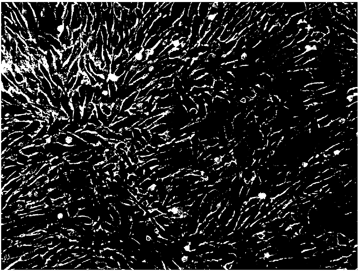 Triploid crucian carp tail fin cell line 3nFC as well as construction method and application thereof