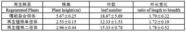 SSR (simple sequence repeat) molecular marker II for identifying descendant plants of Gala apple and application thereof