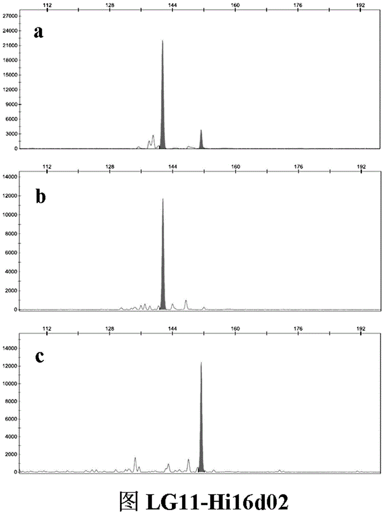 SSR (simple sequence repeat) molecular marker II for identifying descendant plants of Gala apple and application thereof